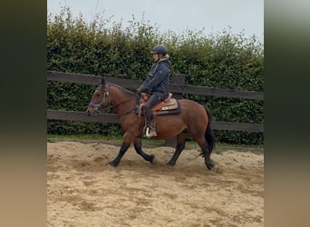 Más ponis/caballos pequeños, Yegua, 4 años, 137 cm, Castaño