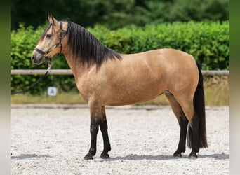 Más ponis/caballos pequeños, Yegua, 4 años, 138 cm, Bayo