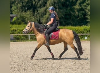 Más ponis/caballos pequeños, Yegua, 4 años, 138 cm, Bayo