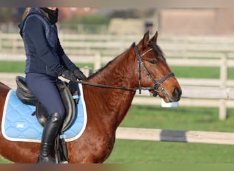 Más ponis/caballos pequeños, Yegua, 4 años, 140 cm, Castaño