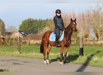 Más ponis/caballos pequeños, Yegua, 4 años, 140 cm, Castaño