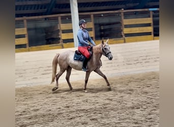 Más ponis/caballos pequeños, Yegua, 4 años, 140 cm, Overo-todas las-capas