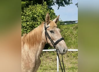 Más ponis/caballos pequeños, Yegua, 4 años, 140 cm, Overo-todas las-capas