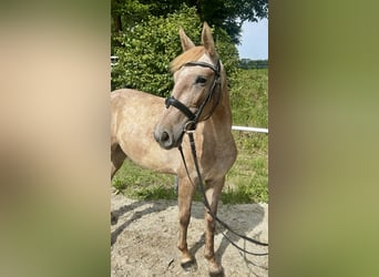 Más ponis/caballos pequeños, Yegua, 4 años, 140 cm, Overo-todas las-capas