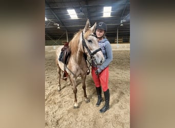 Más ponis/caballos pequeños, Yegua, 4 años, 140 cm, Overo-todas las-capas