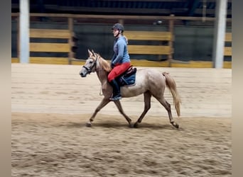 Más ponis/caballos pequeños, Yegua, 4 años, 140 cm, Overo-todas las-capas