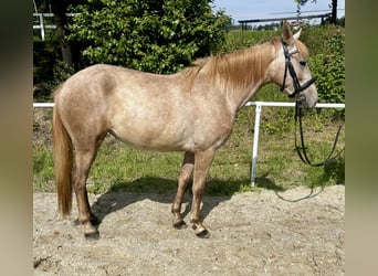 Más ponis/caballos pequeños, Yegua, 4 años, 140 cm, Overo-todas las-capas
