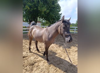 Más ponis/caballos pequeños, Yegua, 4 años, 143 cm, Buckskin/Bayo