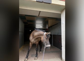 Más ponis/caballos pequeños, Yegua, 4 años, 143 cm, Buckskin/Bayo