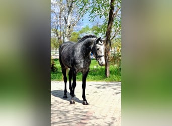 Más ponis/caballos pequeños, Yegua, 4 años, 144 cm, Tordo