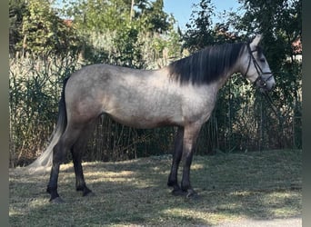 Más ponis/caballos pequeños, Yegua, 4 años, 145 cm, Buckskin/Bayo