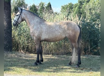 Más ponis/caballos pequeños, Yegua, 4 años, 145 cm, Buckskin/Bayo