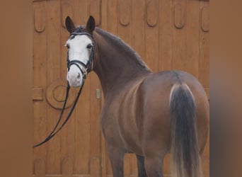 Más ponis/caballos pequeños, Yegua, 4 años, 145 cm, Castaño
