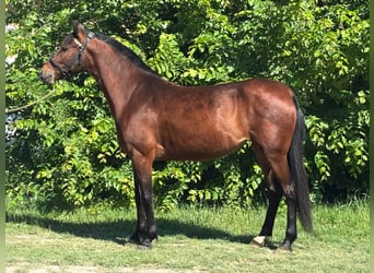 Más ponis/caballos pequeños, Yegua, 4 años, 145 cm, Castaño