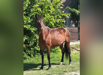 Más ponis/caballos pequeños, Yegua, 4 años, 145 cm, Castaño