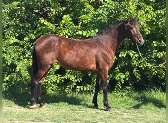 Más ponis/caballos pequeños, Yegua, 4 años, 145 cm, Castaño