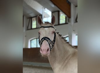 Más ponis/caballos pequeños, Yegua, 4 años, 145 cm, Cremello