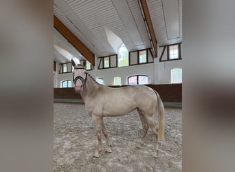 Más ponis/caballos pequeños, Yegua, 4 años, 145 cm, Cremello