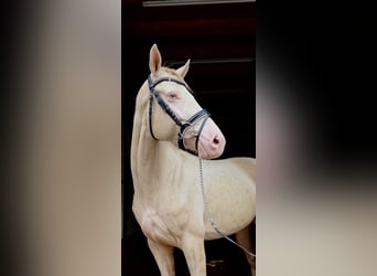 Más ponis/caballos pequeños, Yegua, 4 años, 145 cm, Cremello