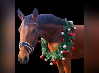 Más ponis/caballos pequeños, Yegua, 4 años, 152 cm, Castaño