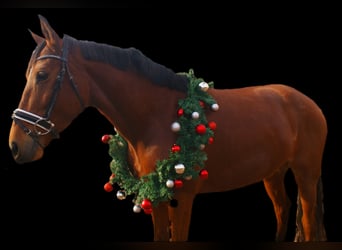 Más ponis/caballos pequeños, Yegua, 4 años, 152 cm, Castaño