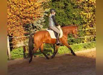 Más ponis/caballos pequeños, Yegua, 4 años, 152 cm, Castaño