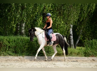 Más ponis/caballos pequeños, Yegua, 4 años, 153 cm, Pío