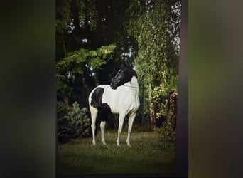 Más ponis/caballos pequeños, Yegua, 4 años, 153 cm, Pío