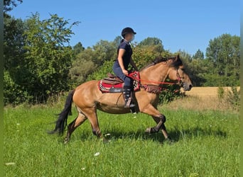 Más ponis/caballos pequeños, Yegua, 4 años, 154 cm, Bayo