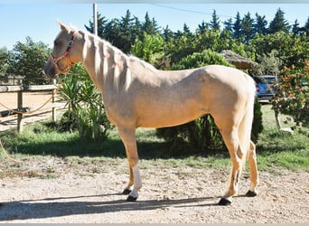 Más ponis/caballos pequeños, Yegua, 4 años, 155 cm, Palomino