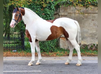 Más ponis/caballos pequeños, Yegua, 4 años, 155 cm, Pío