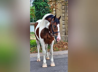 Más ponis/caballos pequeños, Yegua, 4 años, 155 cm, Pío