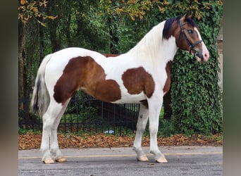 Más ponis/caballos pequeños, Yegua, 4 años, 155 cm, Pío