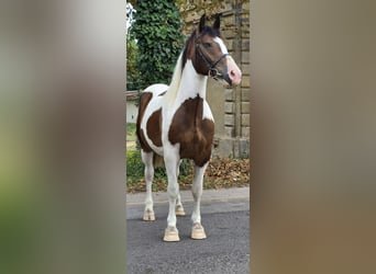 Más ponis/caballos pequeños, Yegua, 4 años, 155 cm, Pío