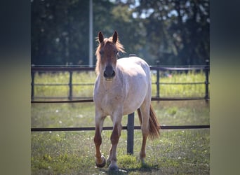 Más ponis/caballos pequeños, Yegua, 4 años, 160 cm, Ruano alazán