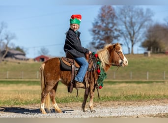 Más ponis/caballos pequeños, Yegua, 4 años, 99 cm, Alazán rojizo