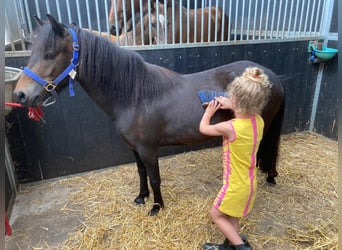 Más ponis/caballos pequeños, Yegua, 5 años, 112 cm, Castaño