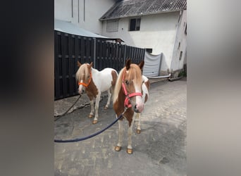 Más ponis/caballos pequeños, Yegua, 5 años, 120 cm, Pío