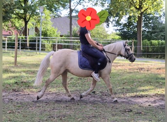 Más ponis/caballos pequeños, Yegua, 5 años, 122 cm, Palomino
