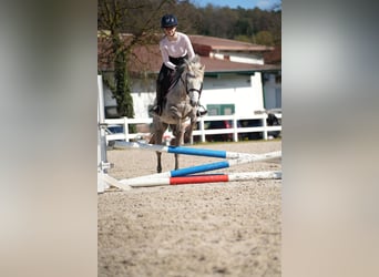 Más ponis/caballos pequeños, Yegua, 5 años, 122 cm, Tordo