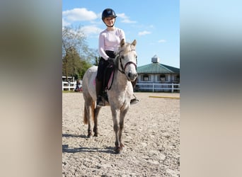 Más ponis/caballos pequeños, Yegua, 5 años, 122 cm, Tordo