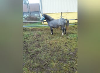 Más ponis/caballos pequeños Mestizo, Yegua, 5 años, 123 cm