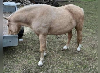Más ponis/caballos pequeños, Yegua, 5 años, 125 cm, Palomino