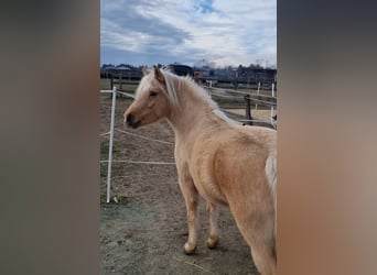 Más ponis/caballos pequeños, Yegua, 5 años, 125 cm, Palomino