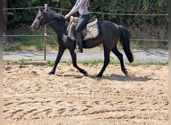 Más ponis/caballos pequeños, Yegua, 5 años, 128 cm, Negro