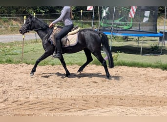 Más ponis/caballos pequeños, Yegua, 5 años, 128 cm, Negro