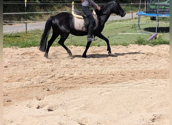 Más ponis/caballos pequeños, Yegua, 5 años, 128 cm, Negro