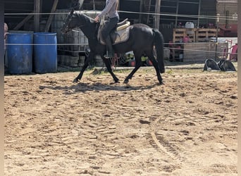 Más ponis/caballos pequeños, Yegua, 5 años, 128 cm, Negro