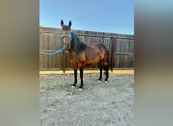 Más ponis/caballos pequeños, Yegua, 5 años, 132 cm, Castaño rojizo