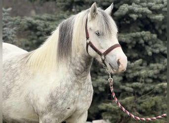 Más ponis/caballos pequeños, Yegua, 5 años, 135 cm, Pío